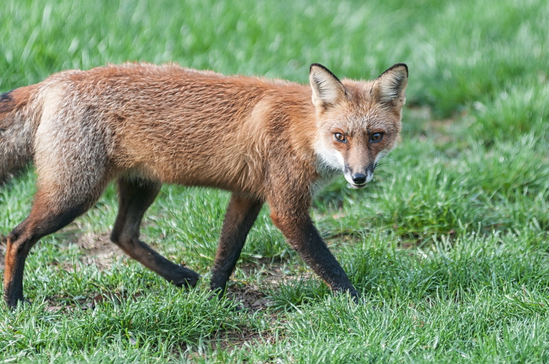 predator, red, mammal, no people, animal wildlife, fur, young animal, plant, animals in the wild, portrait, outdoor, nature, animal, looking at camera