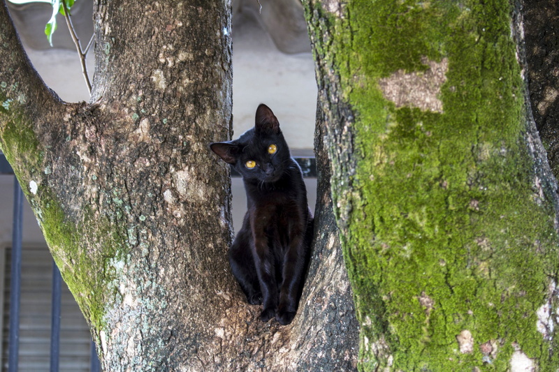 black skin, domestic animals, animals, no people, black, black color, animal themes, one animal, feline stopped, plant, animal, day, cat, whisker, funny