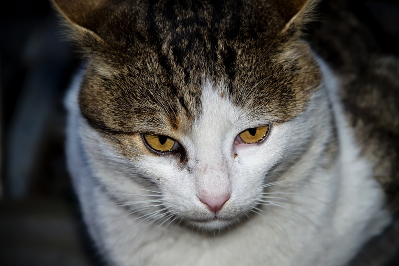 body part, black cat, looking at camera, animal, snout, close, tabby cat, environment, mustache, interesting, overview, tabby, frightened, sleeping, cat ears