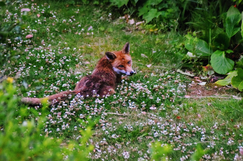 wild, mammal, animal wildlife, sly, hunting, growth, flowering plant, 5K, cute, field, one animal, wildlife, urban, pest, animals in the wild, grass, animals hunting