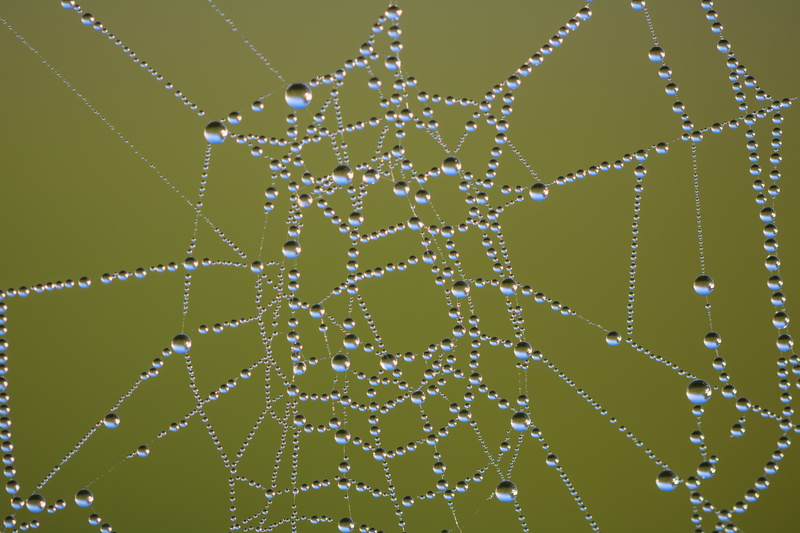 5K, country, spider, vatten, ƒ / 3, water, dew, droplet, state, iso_speed, city, canon eos, focal_length, geo:location, lens, Nature, canon, macro, dagg