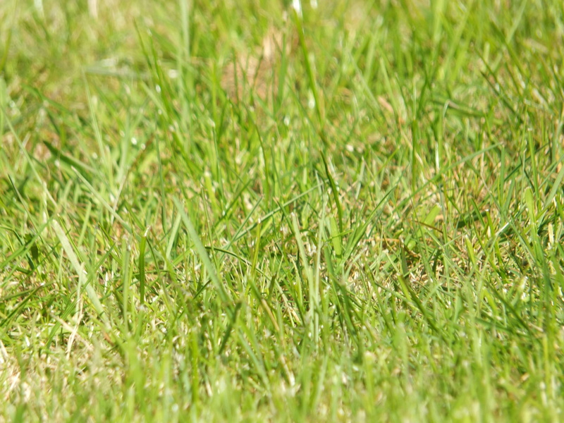 grass, day, party in focus, selective focus, green color, evergreen, close-up, sunlight, growth, autofocus, nature, foliage, land, field, lush foliage
