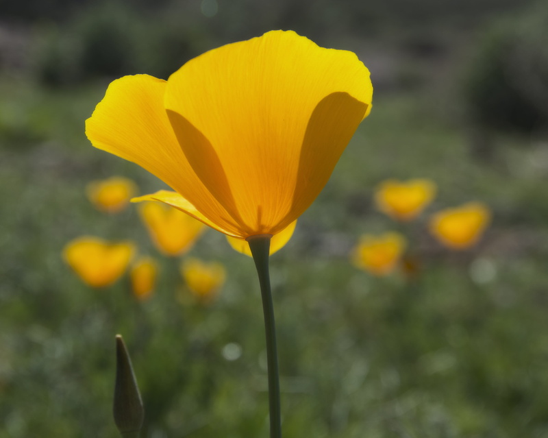 outdoors, summer, weekly, 2K, beauty In Nature, yellow, springtime, wildflowers, winner, season, poppies, nature, meadow, Lost Dutchman State Park, autofocus