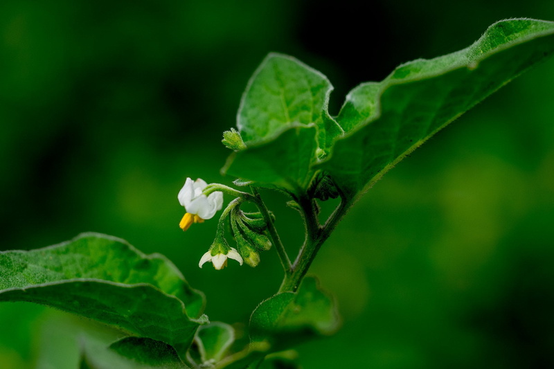plant, flower, solanum, photography, 1080P, leaf, close-up, berry, turkey, petal, white, torvum, nature, green Color, autofocus