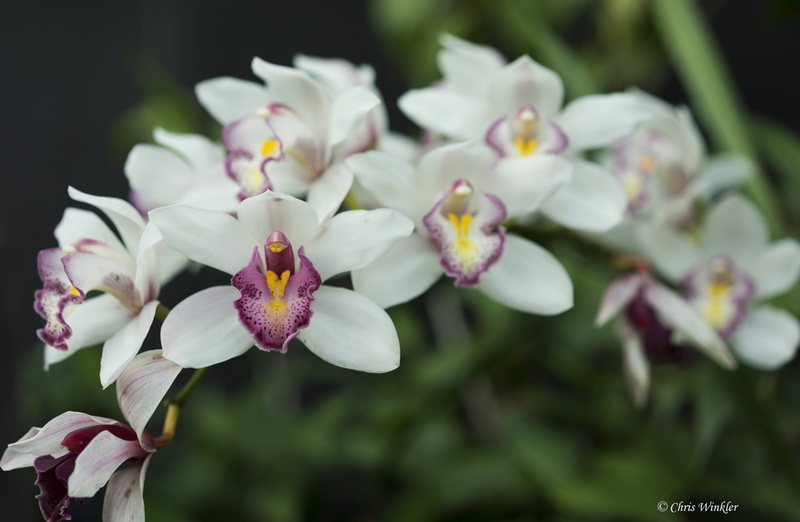 fragility, Plants, selective focus, purple, 1080P, bokeh, focus on foreground, petal, no people, Flowers, close-up, flowering plant, white color, botany