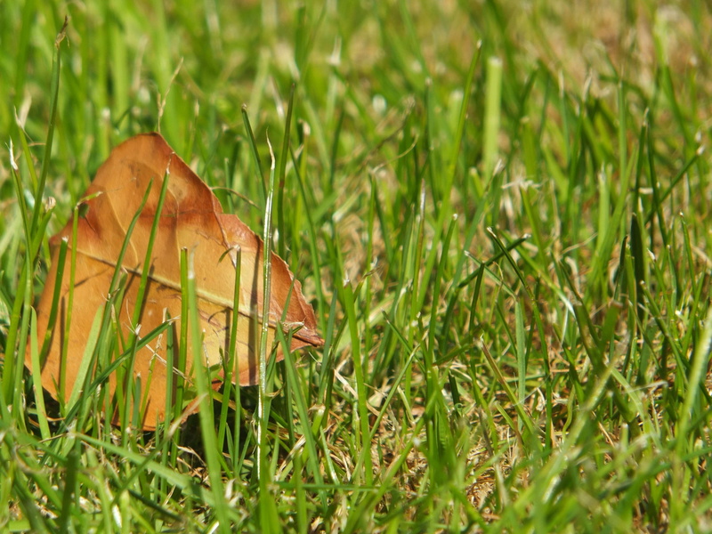 food and drink, outdoors, field, plant, leaf, grass, tranquility, 4K, toadstool, mushroom, surface level, nature, fungus, land, growth, beauty in nature
