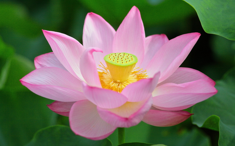 flower head, petal, bokeh, Flower, Flowers, inflorescence, Nature, Lotus, 5K, fragility, Pink, lotus water lily, carlzeissjena, growth, water lily, flowering plant