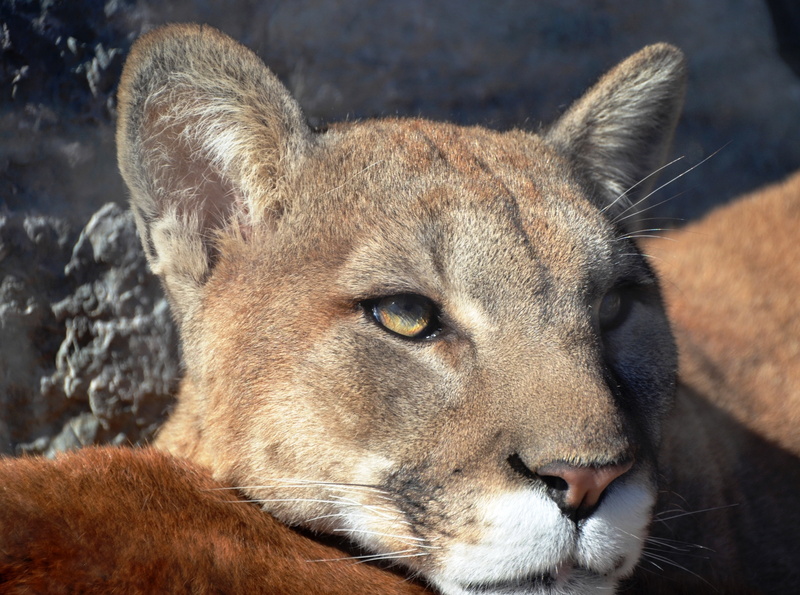 4K, Wild, bigcats, Lion, Winter, puma, Cougar, mountainlion, Mountain, Cincinnati, Animals, Nature, unitedstates, Feline, infinitexposure, Portrait, hamilton