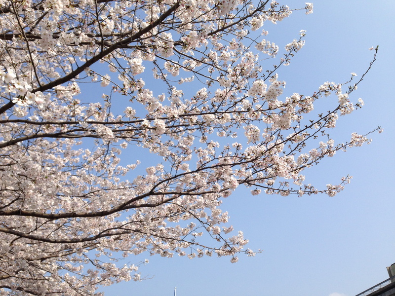 freshness, tree, vulnerability, flowering plant, fragility, beauty in nature, no people, cherry tree, flower, springtime, plant, 1-18 bunkyōmachi, 2K