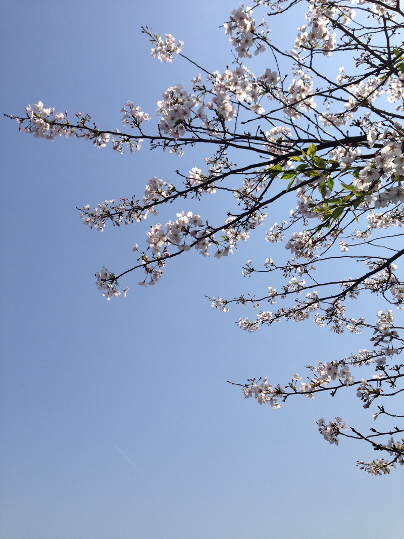 sky, outdoors, springtime, fragility, cherry blossom, 1-9 inasamachi, flower, plant, blue, japan, tree, cherry tree, day, fruit tree, nagasaki-shi, no people