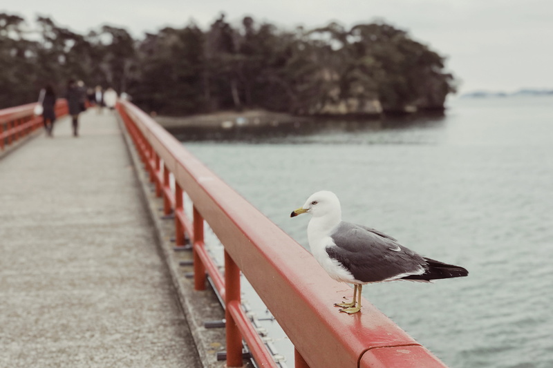 water, outdoors, fukuura island, perching, railing, nature, close-up, seagull, animal, 4K, one animal, day, bird, animal wildlife, animals in the wild
