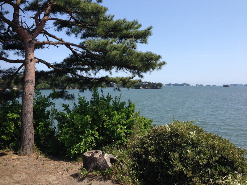 tranquil scene, mammal, plant, animal, beauty in nature, matsushima bay, growth, tree, sky, nature, day, water, herbivorous, animal themes, scenics - nature