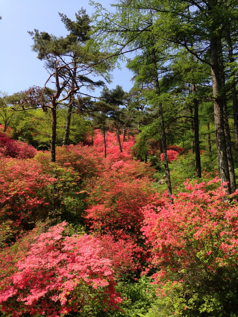 green color, red, growth, sky, azalea, tranquil scene, change, non-urban scene, miyagi, outdoors, 2K, mountain, flowering plant, scenics - nature, tree
