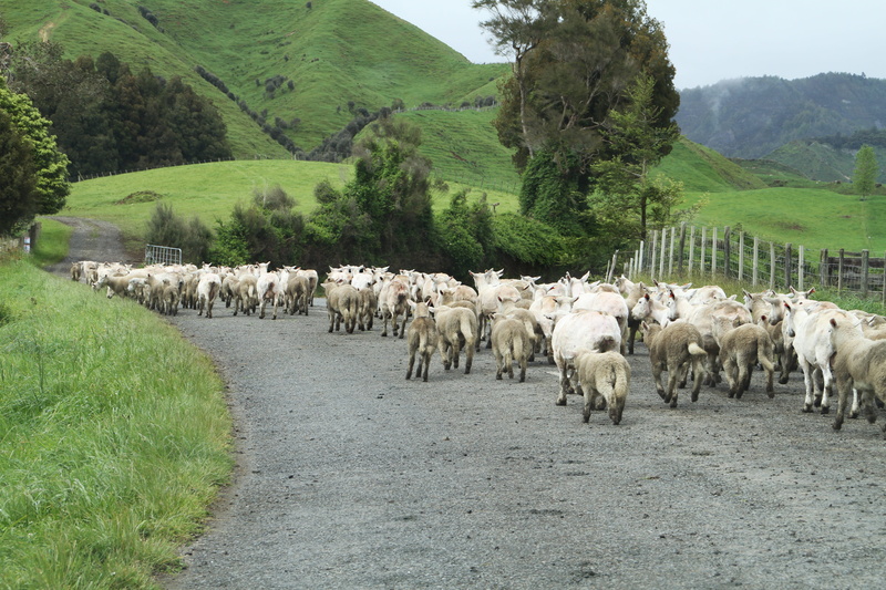 sheep, large group of animals, landscape, tree, herd, road, mammal, green color, plant, flock of sheep, group of animals, vertebrate, herbivorous, land