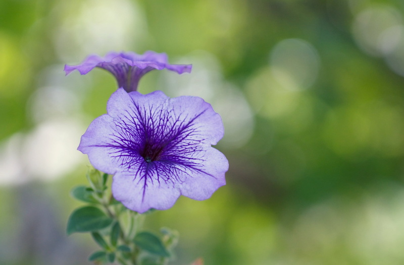 hyogo, sepal, day, petunia, Beautiful, freshness, Outdoor, flower head, no people, bokeh, beauty in nature, vulnerability, focus on foreground, takarazuka
