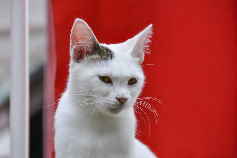 indoors, japan, white color, 4K, pets, feline, no people, one animal, vertebrate, mammal, animal body part, fushimi inari taisha, neko, fur, domestic cat