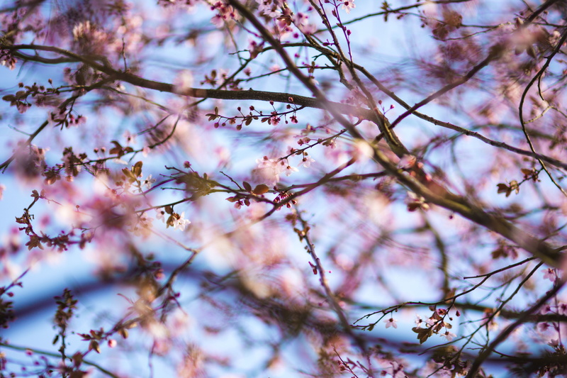 tranquility, selective focus, growth, cherry blossom, branch, pink Color, springtime, fragility, close-up, flowers, blooming, flowering plant, flora, twig