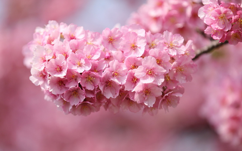 Background, close, Twigs, Petals, Pink, Japan, Sakura, 1080P, Flowers, Blurred