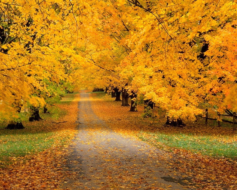 plant part, maple Tree, bright, lush Foliage, leaf, tranquility, trees, woodland, scenics - nature, plant, idyllic, october, orange Color, growth, park - Man Made Space