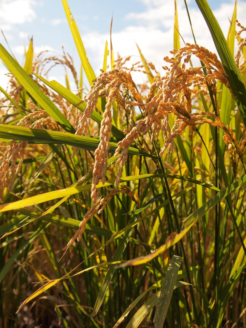 close-up, cereal plant, rice, crop, selective focus, plant, green color, tranquility, farmer, nature, rural scene, grain, focus on foreground, stalk, 2K
