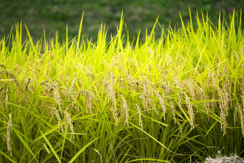 meadow, rice cultivation, cereal plant, rice Paddy, paddy field, close-up, leaf, tranquility, beauty in nature, blade of grass, focus on foreground, 5K
