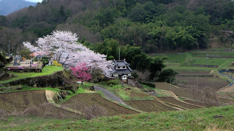 photo, springtime, landscape, house, built structure, yamadas rice fields, near, scenics - nature, flowering plant, no people, tree, growth, cherry blossom