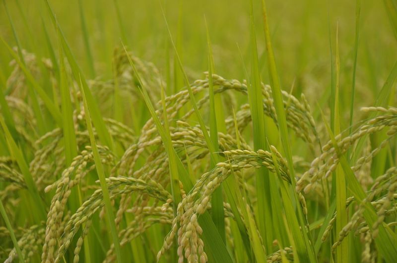 rice, usd, ear of wheat, growth, agriculture, rural scene, close-up, photo, nature, focus on foreground, crop, farm, land, outdoors, beauty in nature, landscape