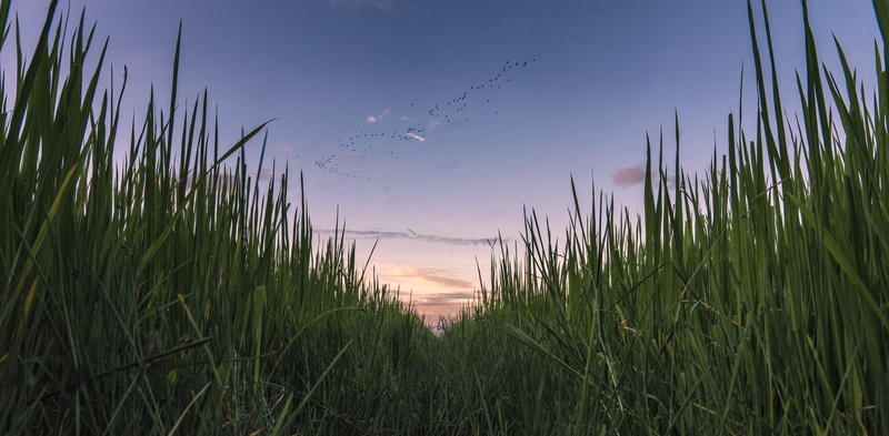 harvest, paddy, grass, 5K, landscape, flying, environment, green color, tranquility, land, farming, crop, dusk, birds, plantation, cloud - sky, flock of birds