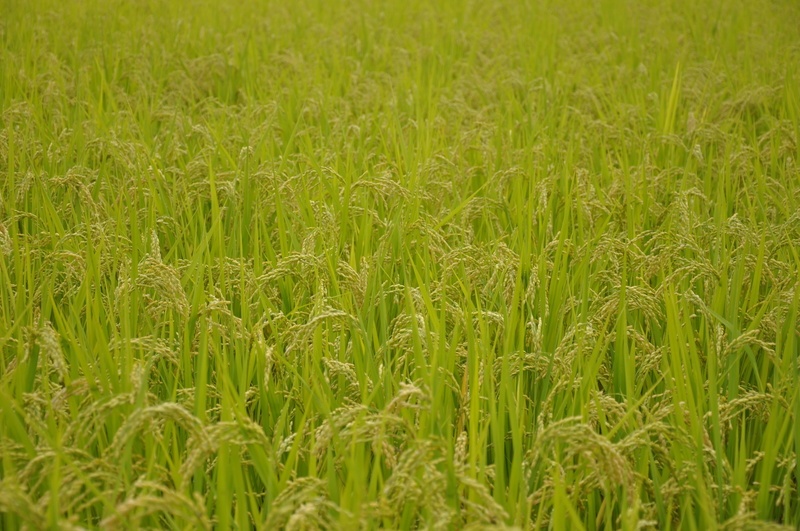 japan, tranquility, usd, land, beauty in nature, nature, farm, freshness, landscape, rice, growth, day, full frame, outdoors, green color, backgrounds