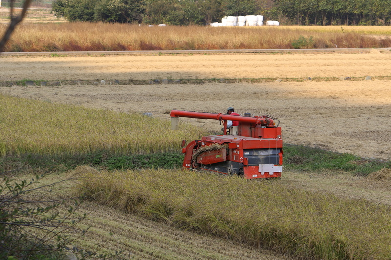 rural, no people, farmhouse, environment, grain, plant, land vehicle, land, country, rice paddies, agriculture, day, nature, landscape, mode of transportation