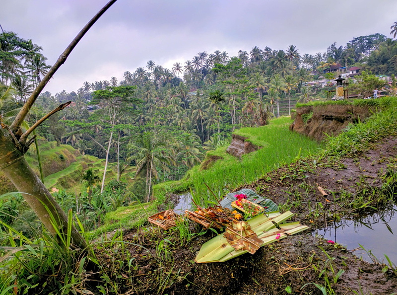 god, offerings, tranquility, tranquil scene, beauty in nature, rice field, outdoors, scenics - nature, no people, sky, growth, plant, nature, non-urban scene