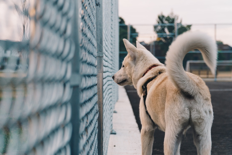 pet, fog, built structure, domestic, sculpture, statue, ornament, white, mammal, dog, pets, tail, architecture, building exterior, standing, outdoors, focus on foreground