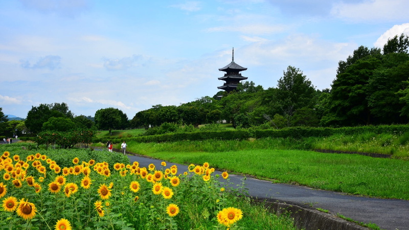 architecture, five story pagoda, green color, formal garden, growth, sky, garden, flower head, grass, vulnerability, tree, sunflower, flowering plant, flower