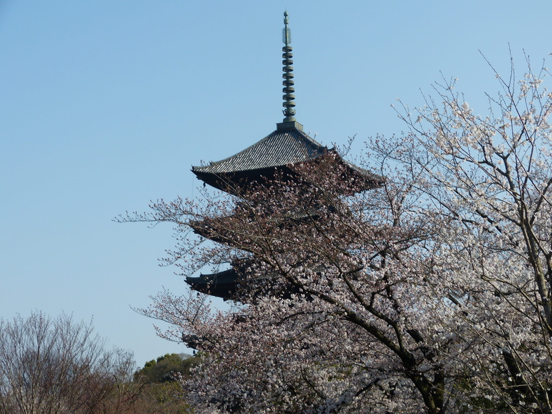 plant, Five-Storied Pagoda, day, blue, storied, religion, low angle view, growth, turbine, built structure, spring kyoto, tree, architecture, five, branch