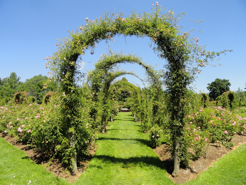 connecticut, garden path, tree, direction, outdoors, summer, spring, scenics - nature, sky, tranquility, plants, formal garden, hartford, ornamental garden