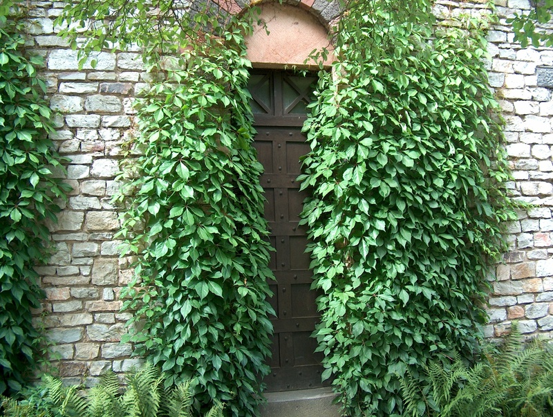 goal, building exterior, plant part, no people, nature, tree, 1080P, wall - building feature, leaf, ivy, house, input, outdoors, door, mysterious, wall