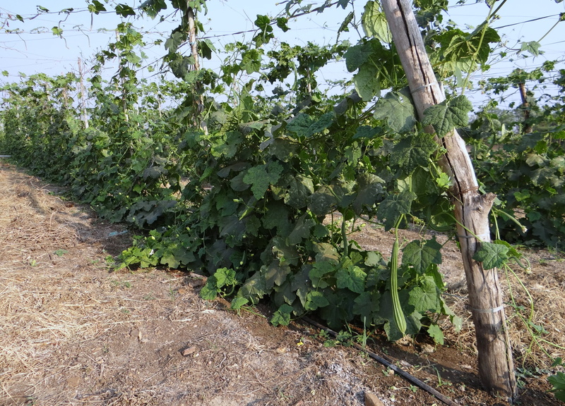 green color, day, ridge gourd, winemaking, vegetable, tree, food, plantation, field, climber, growth, landscape, outdoors, beauty in nature, food and drink