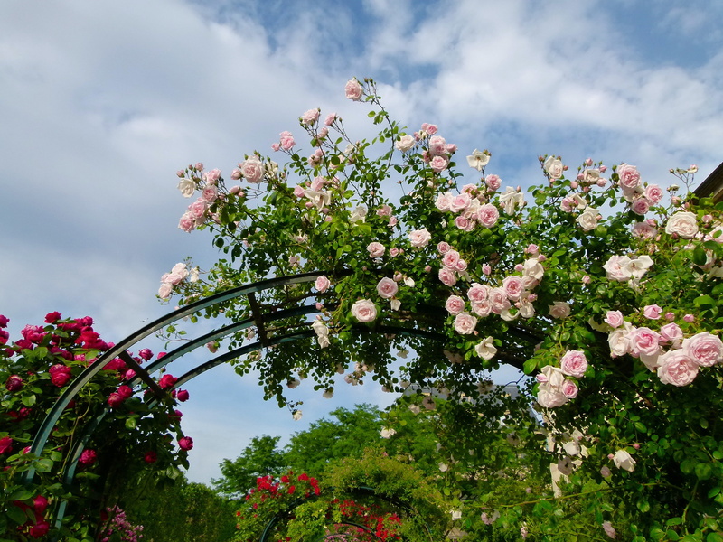 day, cloud - sky, blossom, 4K, flora, white, flowers, growth, springtime, no people, fruit tree, flower Head, outside, spring, rose, plant, tree, beauty in nature