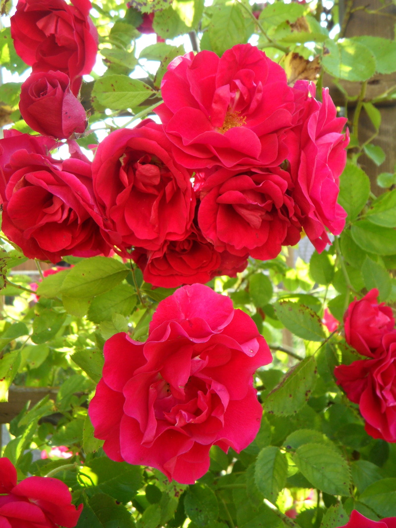 flowering plant, day, flower head, leaf, no people, rose trellis, plant, roses, plant part, flower, petal, red, pink, flowers, close-up, growth, bloom
