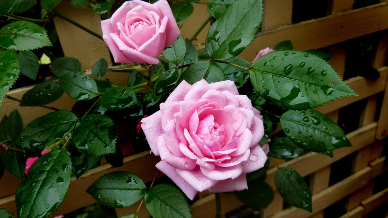 two, rain drops, plant part, flowering plant, pink color, beauty in nature, nature, flower head, green color, inflorescence, rose - flower, roses, pink