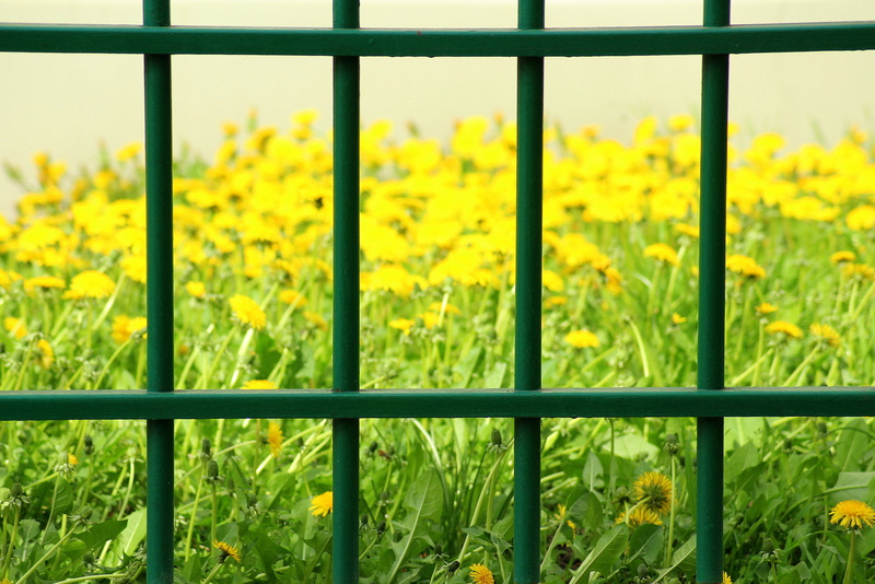 flowering plant, flower, 4K, fencing, fence, field, outdoors, nature, barrier, fragility, growth, land, freshness, trellis, dandelion, plant, flowerbed