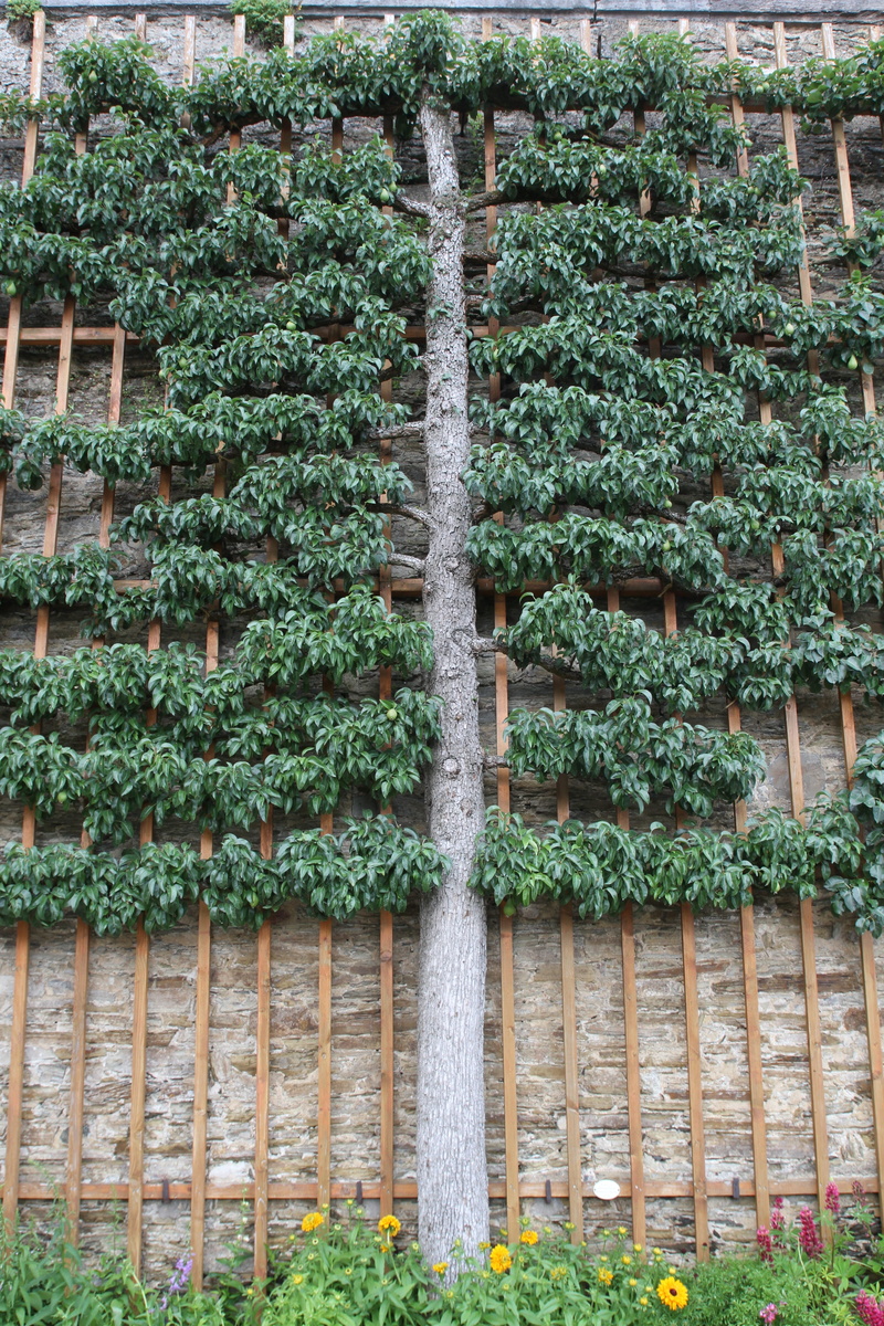 plant part, agriculture, hedge, in a row, nature, schlossgarten, tree, plant, green color, architecture, no people, castle weilburg, education, freshness
