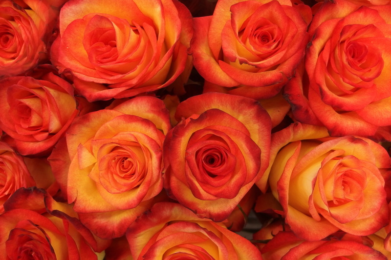 flower market, 4K, gift, bunch of flowers, beauty In Nature, rose - Flower, rose, red, flower Head, shot, red rose, flowers, vulnerability, petal, flowering plant