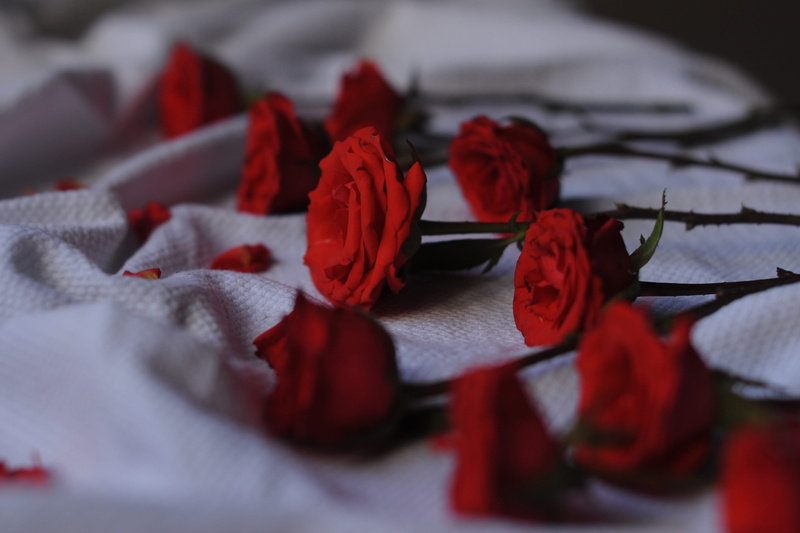 rose - Flower, fragility, red, flowering plant, surface level, beauty in nature, love, day, nature, flowers, valentines, 4K, indoors, freshness, bed, petal