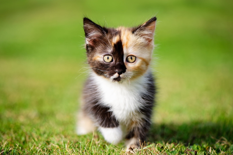 kitty, grass, bokeh, look, 1080P, baby