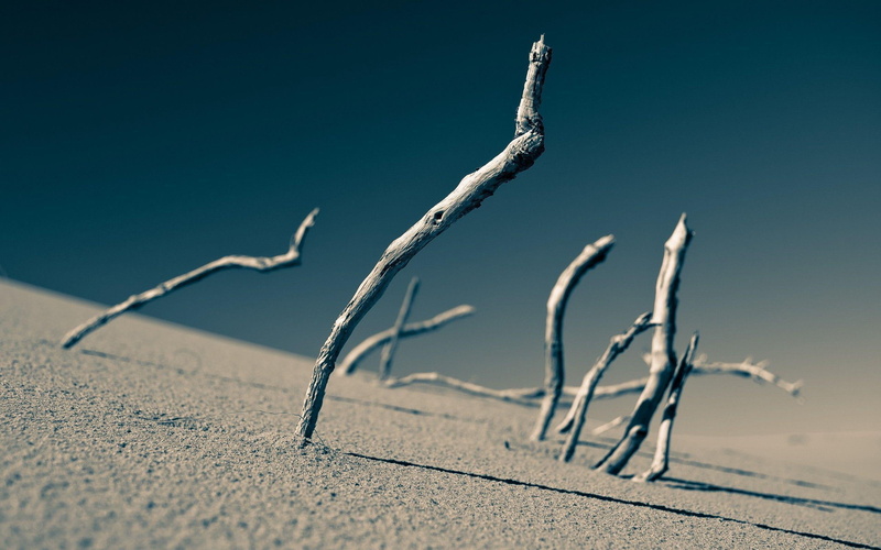 wooden, stick, white, 2K, lot, branch, desert, photography, wood, sticks, 2560x1600, tree