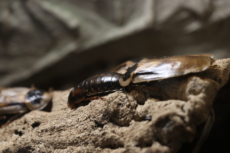 day, reptile, rock, one animal, outdoors, insect, cockroaches, animal wildlife, 5K, no people, nature, rock - object, animal themes, selective focus, solid