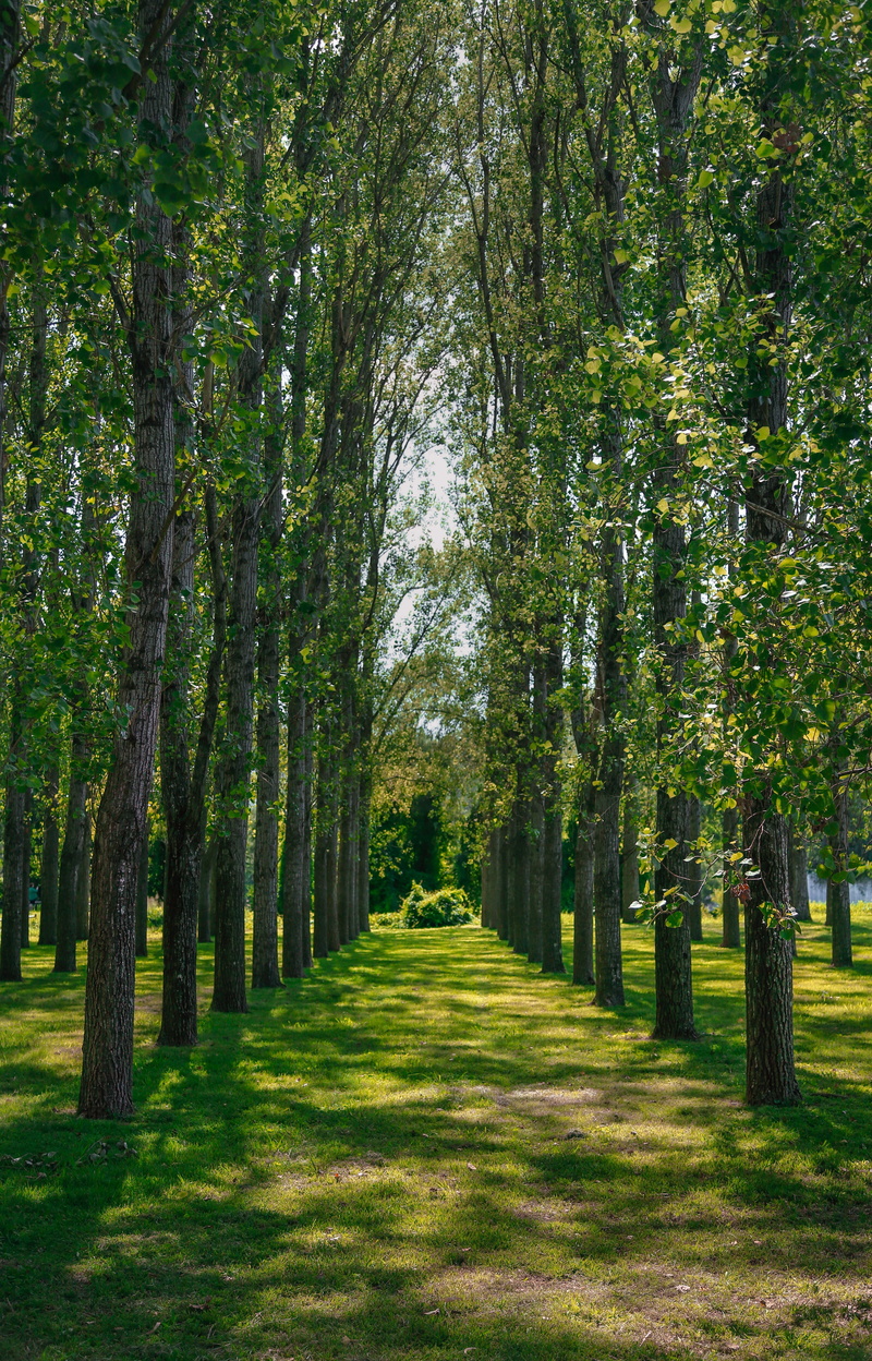 diminishing perspective, treelined, the way forward, outdoors, sunlight, tranquility, nature, daytome, tranquil scene, day, shadow, tree trunk, land, no people