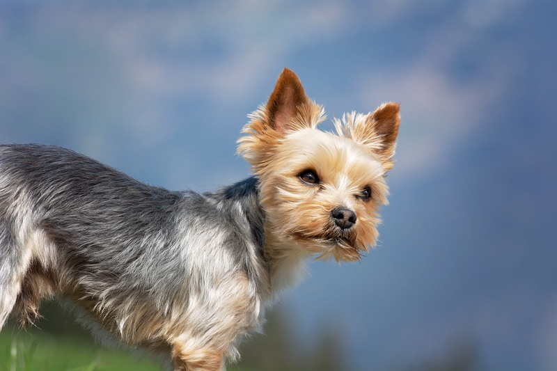 terrier, close up, small dog, day, small, sweet, animal themes, domestic, canine, yorkshire terrier, 2K, dog, vertebrate, focus on foreground, out, domestic animals