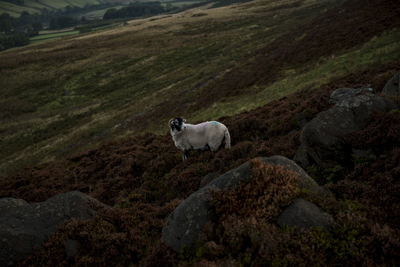 west yorkshire, animal, rock, nature, environment, livestock, domestic animals, one animal, hill, near, landscape, mountain, rock - object, grass, solid